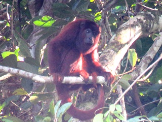 Monkey Manu