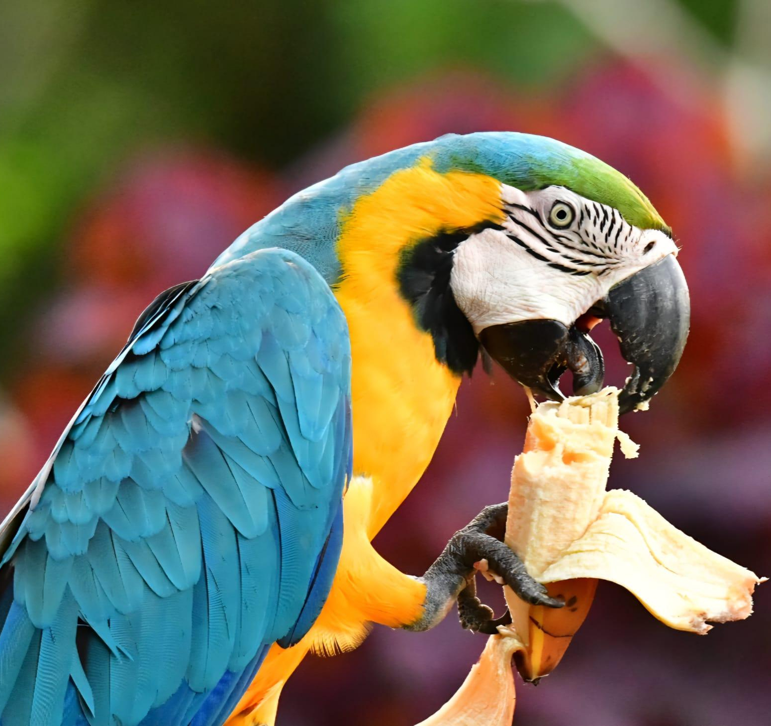 Amazon tours from Cusco