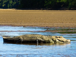 Caiman River