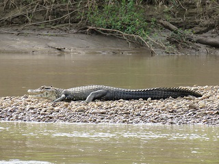 Caiman