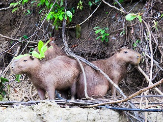 Capibara