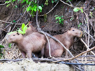 Capivara