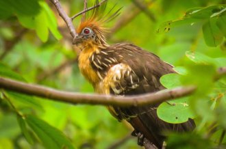 Peru Jungle Tours