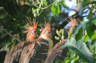 Peru Jungle Tours