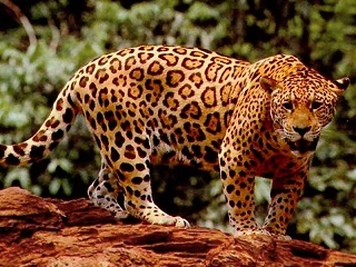 Jaguar