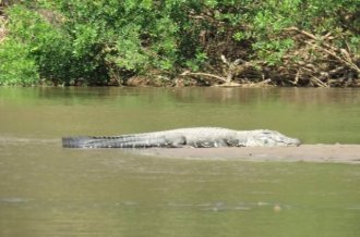 Peru Jungle Tours