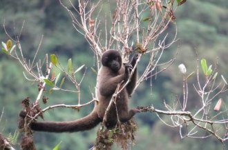 Peru Jungle Tours