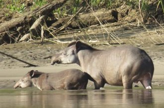 Peru Jungle Tours