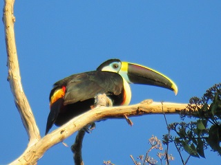 Tucan